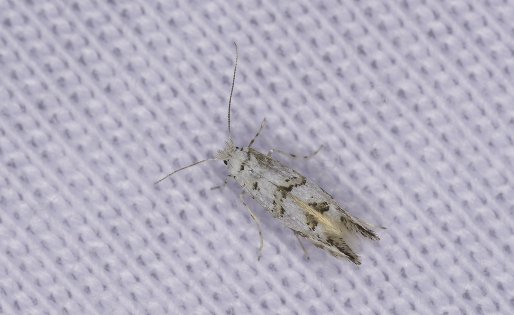 Phyllonorycter