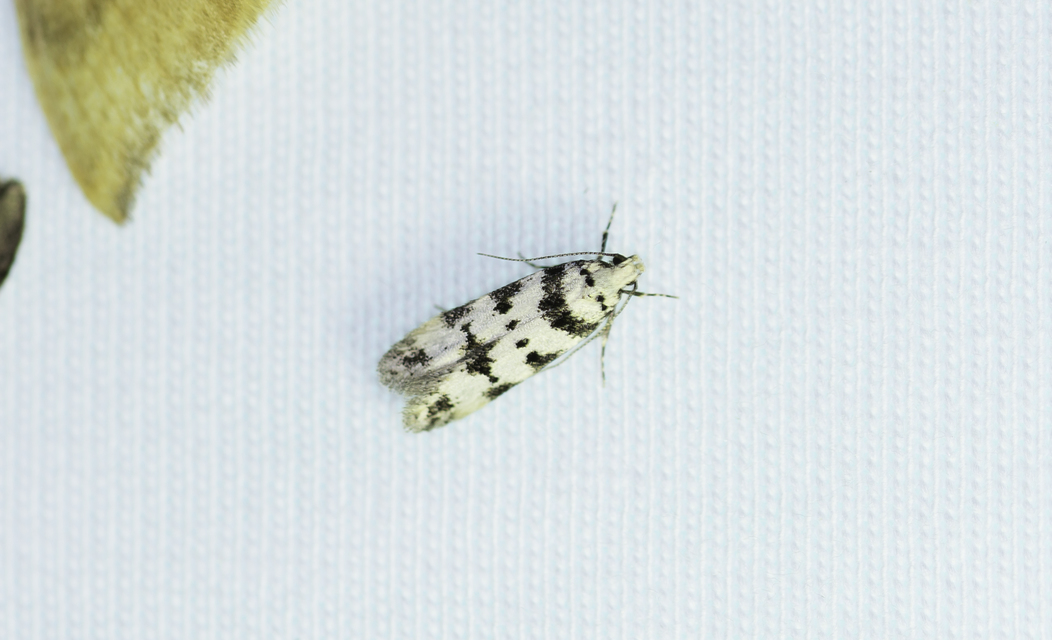 Pseudotelphusa scalella - moharágó sarlósmoly