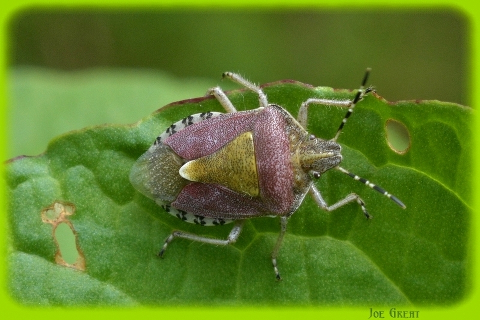 Dolycoris baccarum - közönséges bogyómászó-poloska Dolycoris baccarum - közönséges bogyómászó-poloska
