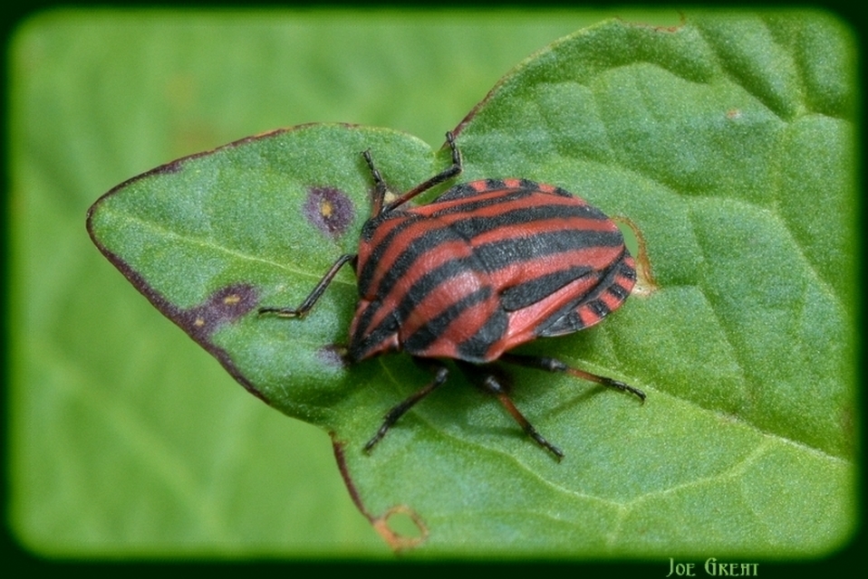 Graphosoma italicum - csíkos pajzsospoloska