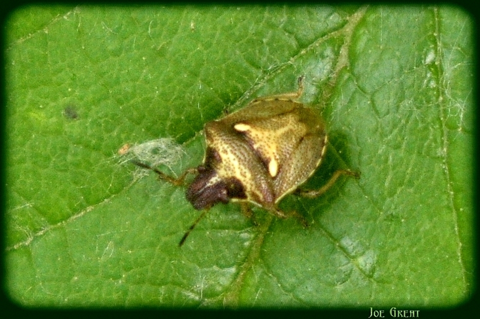 Eysarcoris aeneus - fémes feketefejű-poloska Eysarcoris aeneus - fémes feketefejű-poloska