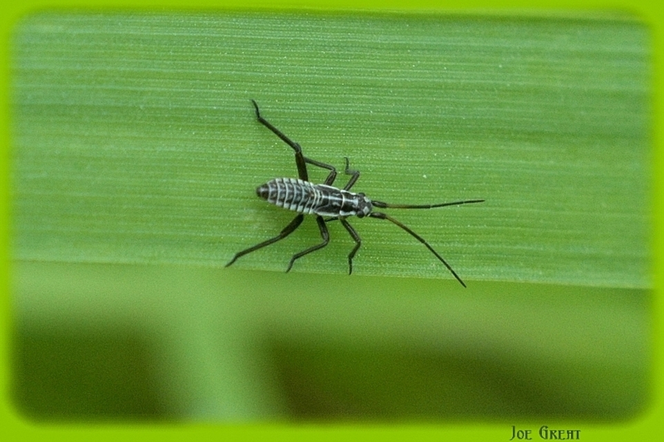 Miridae - mezeipoloskák