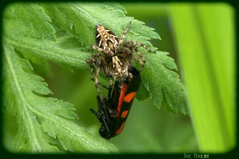 Araneae - Pókok