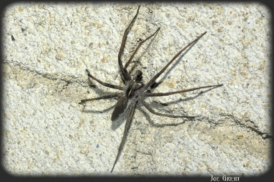 Araneae - Pókok