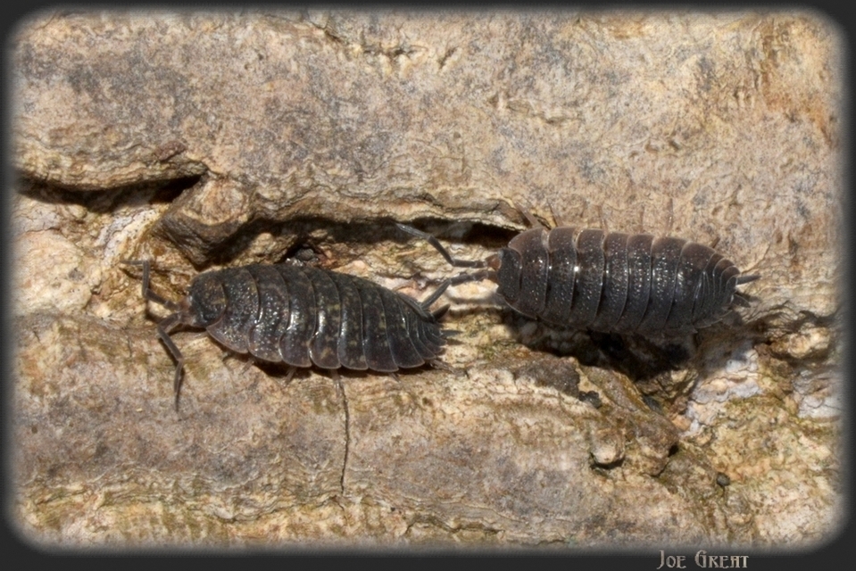 Isopoda - Ászkarákok