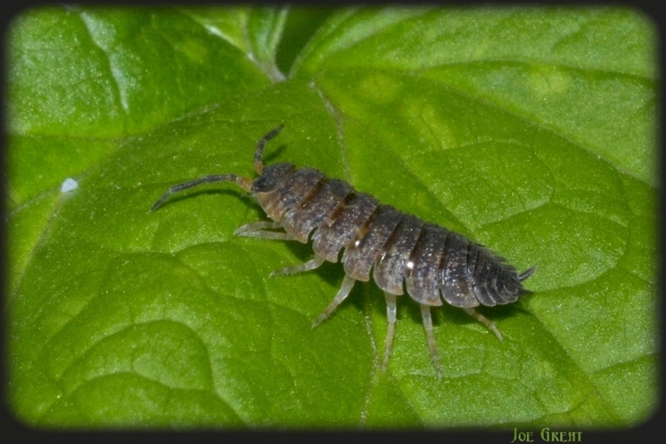 Isopoda - Ászkarákok