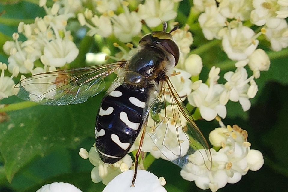 Scaeva pyrastri - gyakori nagyhomlokúlégy