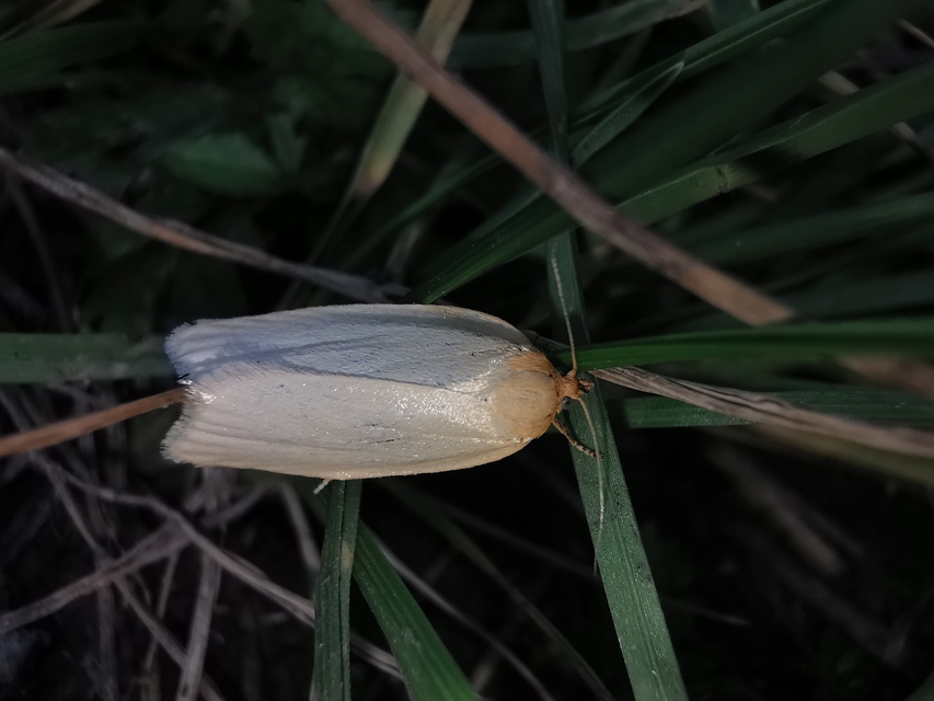 Aphelia paleana - sápadt sodrómoly
