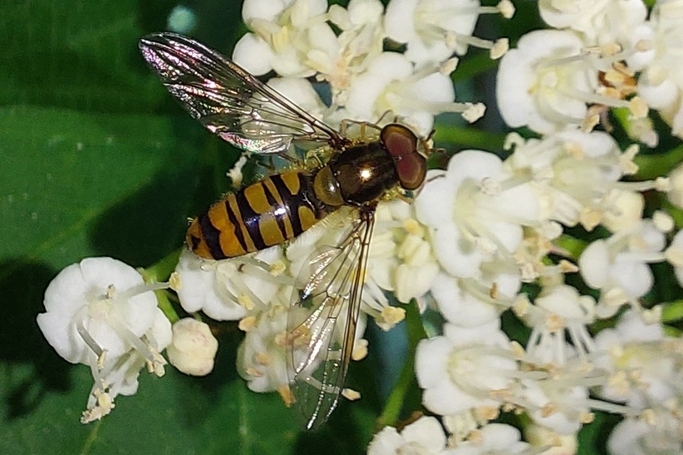 Episyrphus balteatus - ékfoltos zengőlégy Episyrphus balteatus - ékfoltos zengőlégy