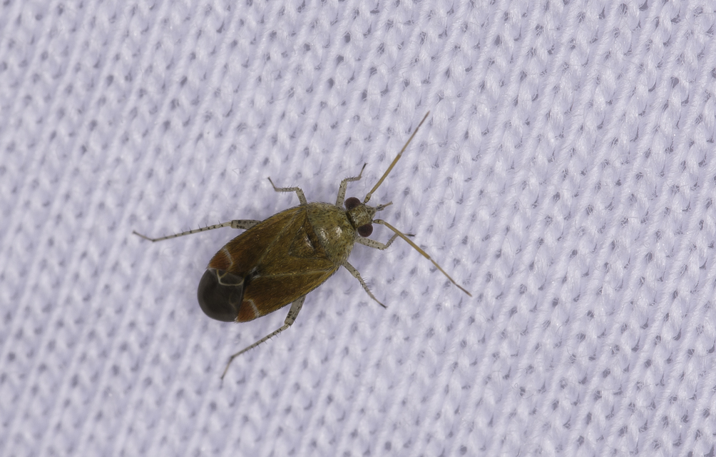 Psallus