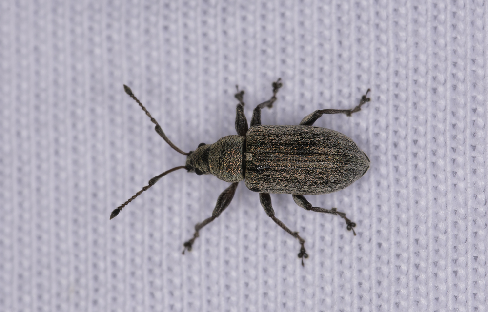 Phyllobius pyri - gyümölcsfa-levélormányos