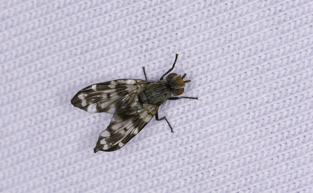 Otites centralis/guttata
