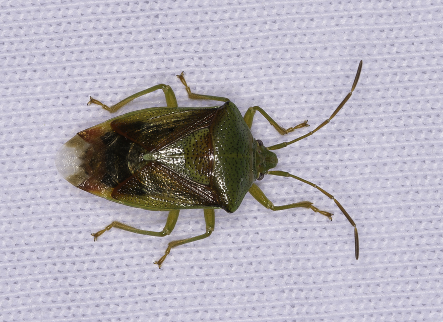 Elasmostethus Elasmostethus