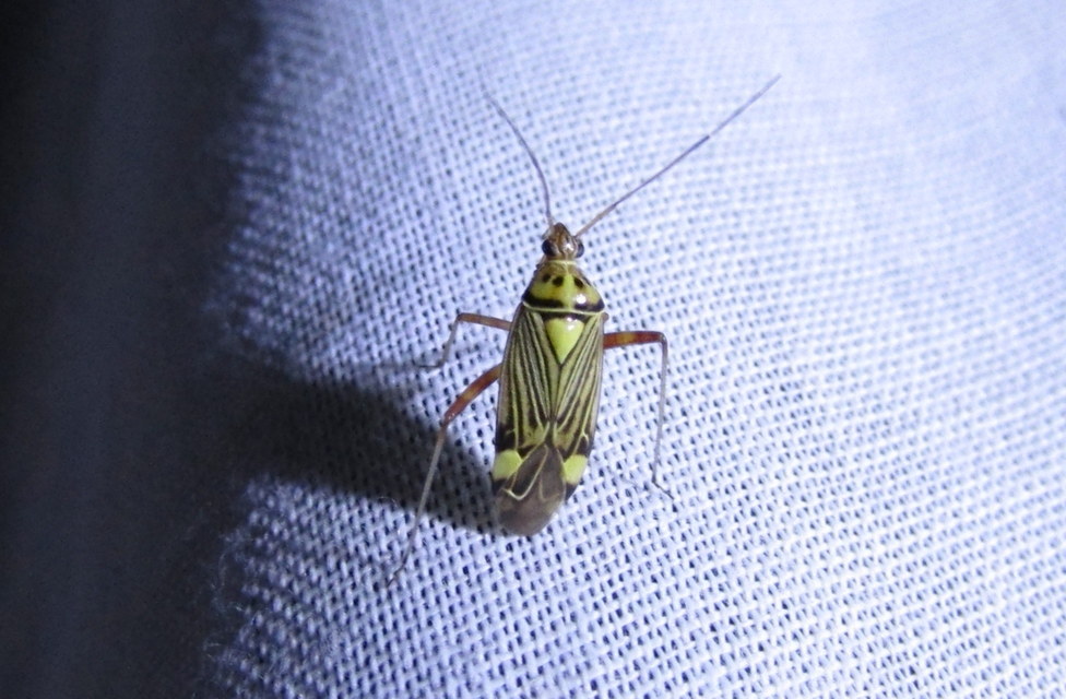 Rhabdomiris striatellus - zebra-mezeipoloska