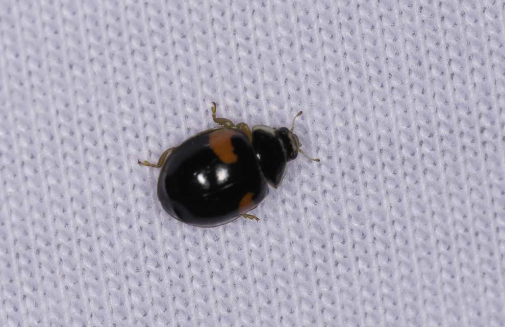 Adalia decempunctata - tízpettyes katica