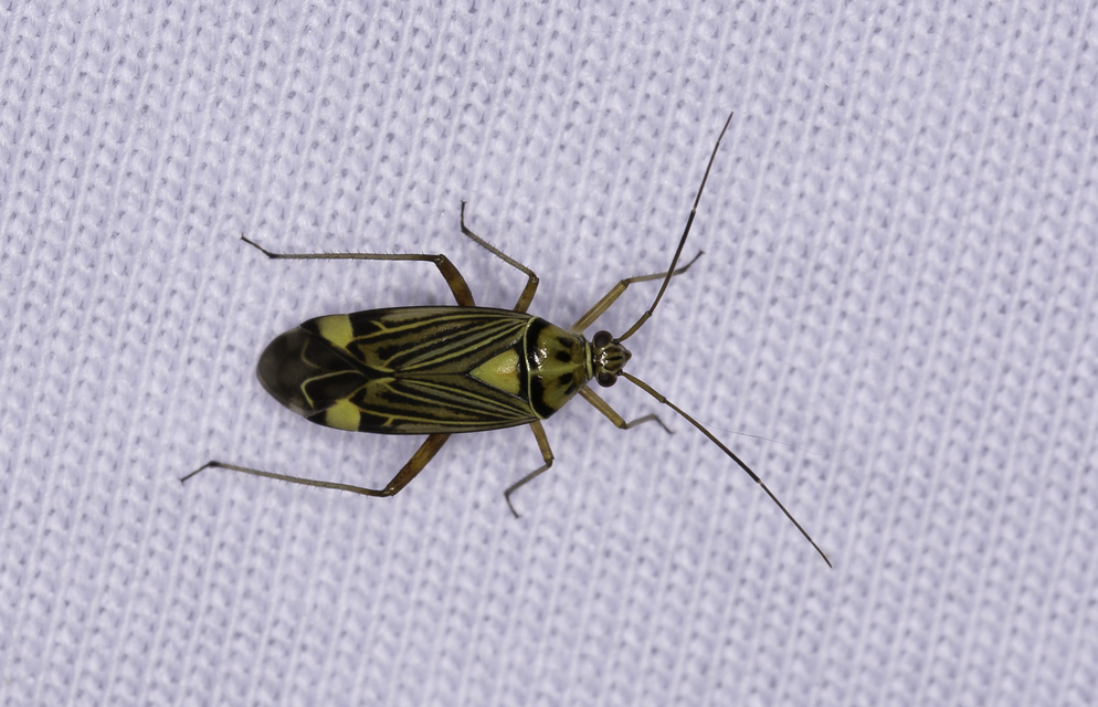 Rhabdomiris striatellus - zebra-mezeipoloska
