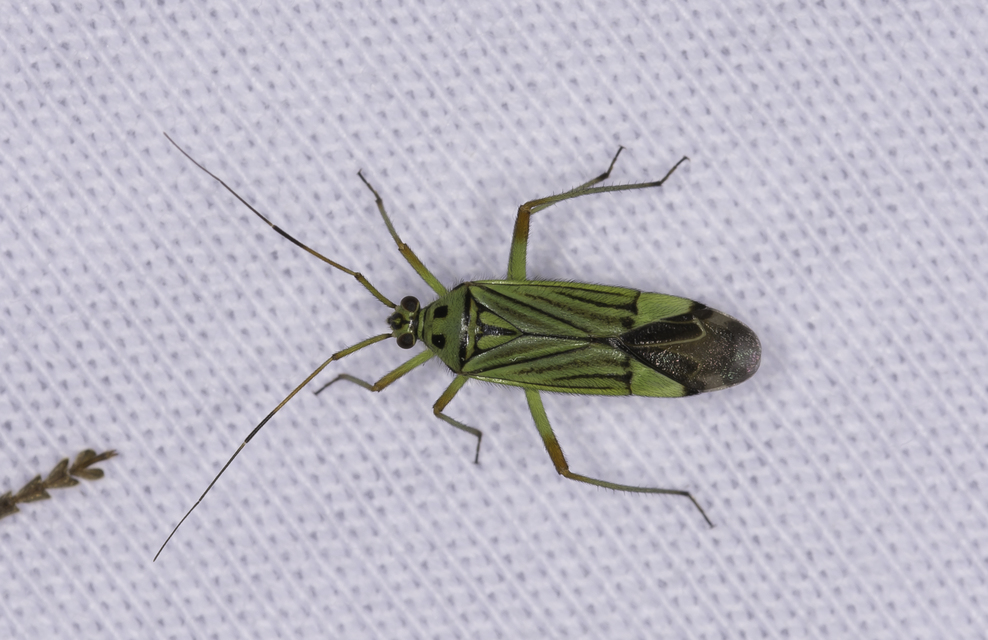 Mermitelocerus schmidtii