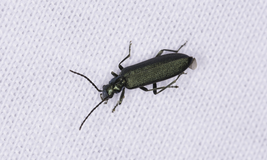Ischnomera