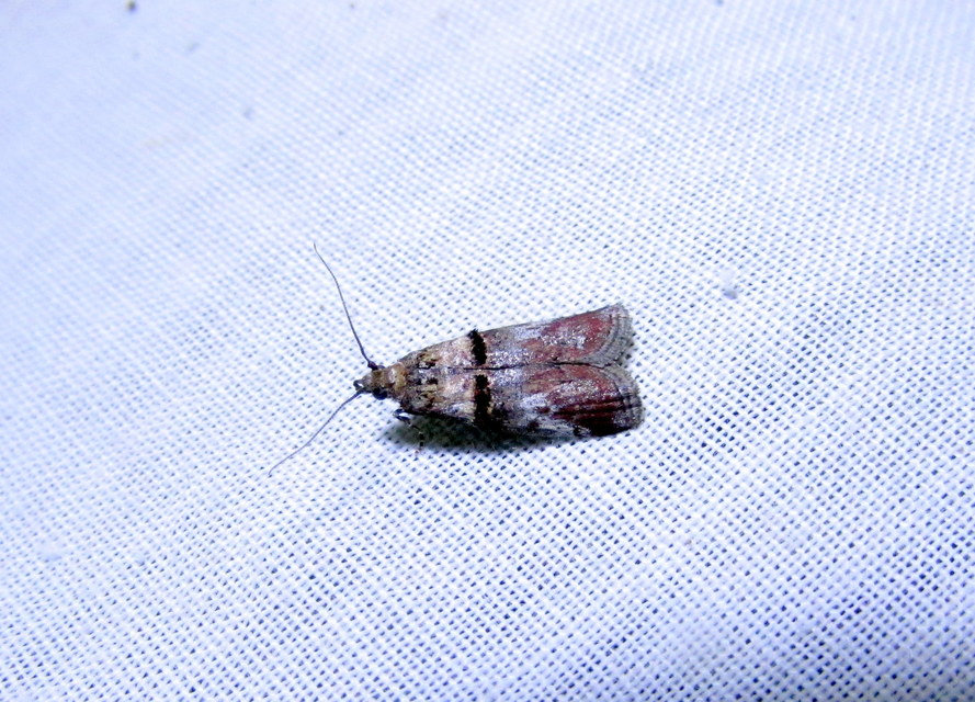 Trachonitis cristella - bokorrágó karcsúmoly
