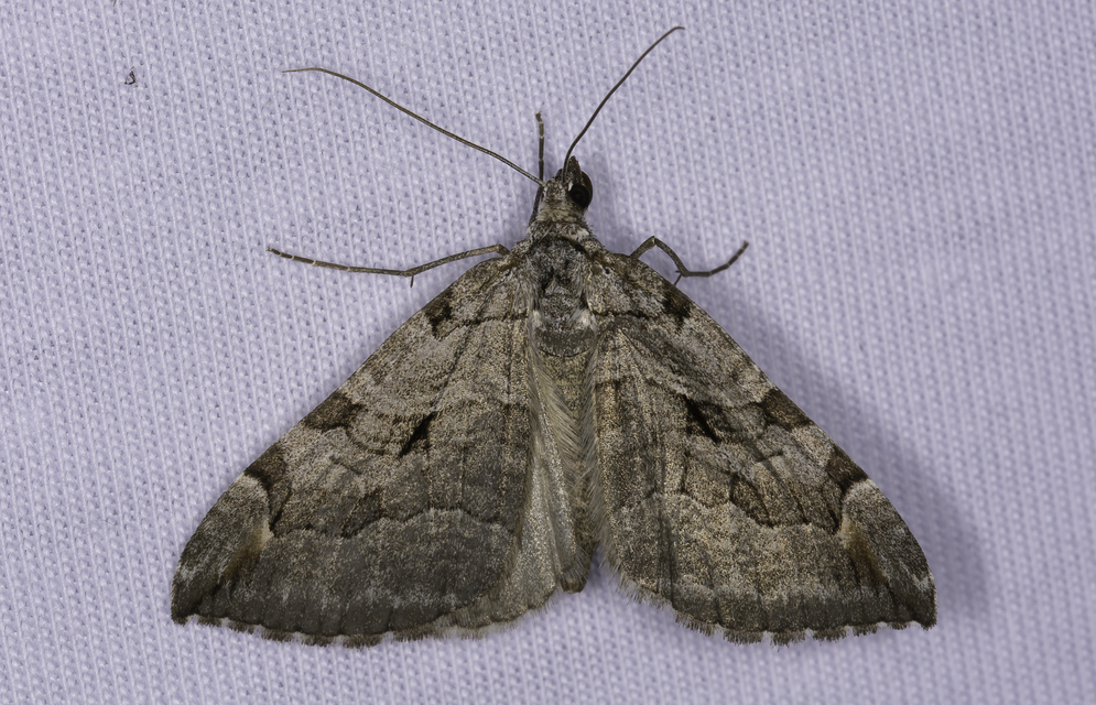 Aplocera efformata/plagiata