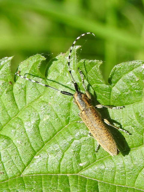 Agapanthia villosoviridescens - fehérgyűrűs bogáncscincér