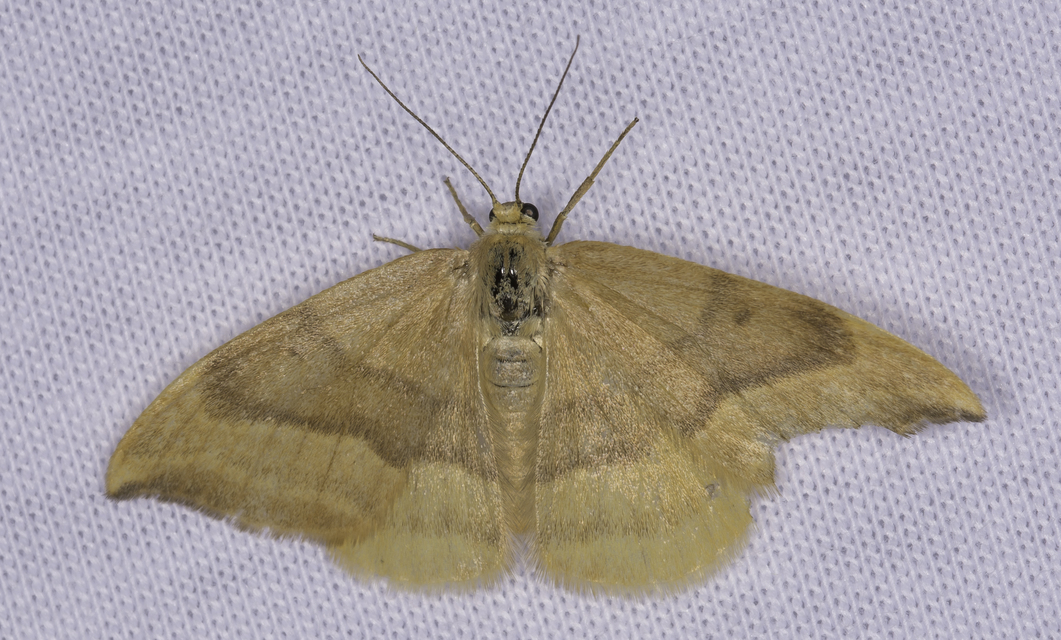 Watsonalla cultraria - bükkfa-sarlósszövő