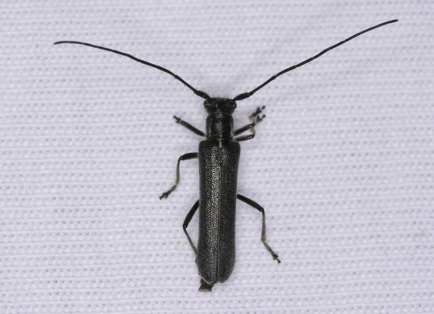 Stenostola dubia - fémes hársfacincér