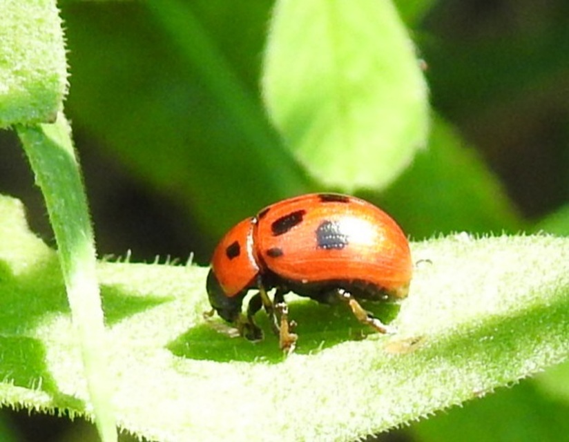 Gonioctena fornicata - közönséges lucernabogár