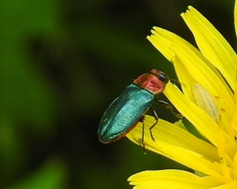 Anthaxia nitidula - ragyogó virágdíszbogár
