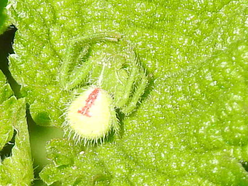 Heriaeus graminicola/hirtus