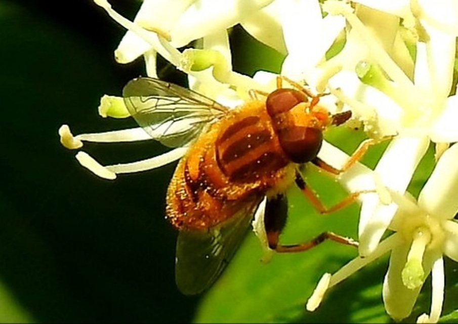 Parhelophilus