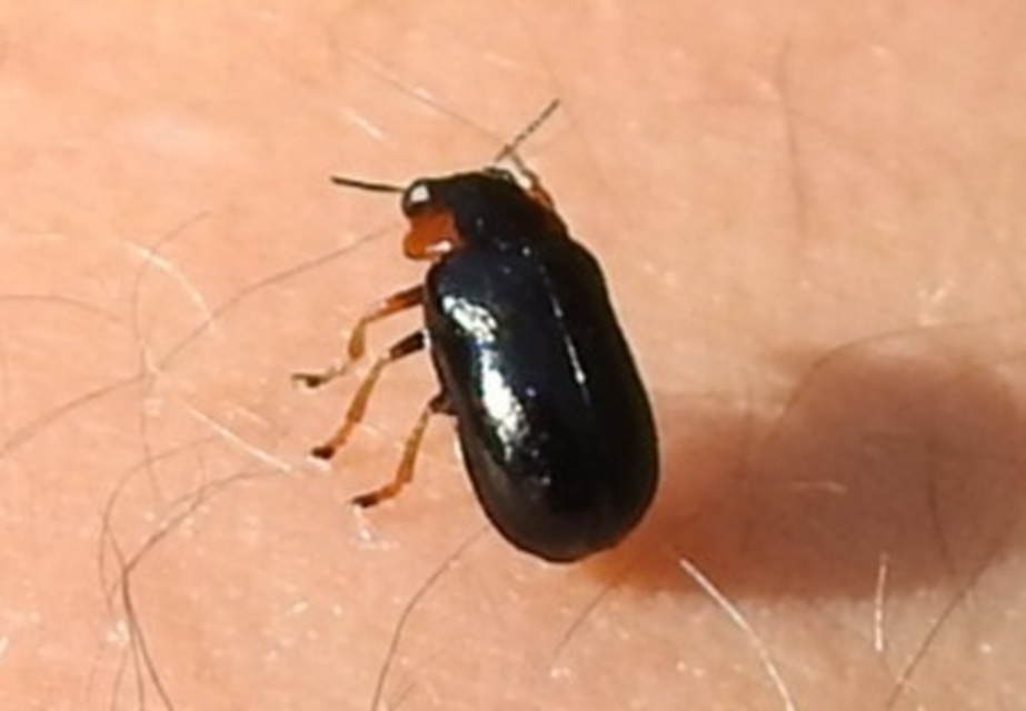 Smaragdina aurita - feketehátú zsáklevelész
