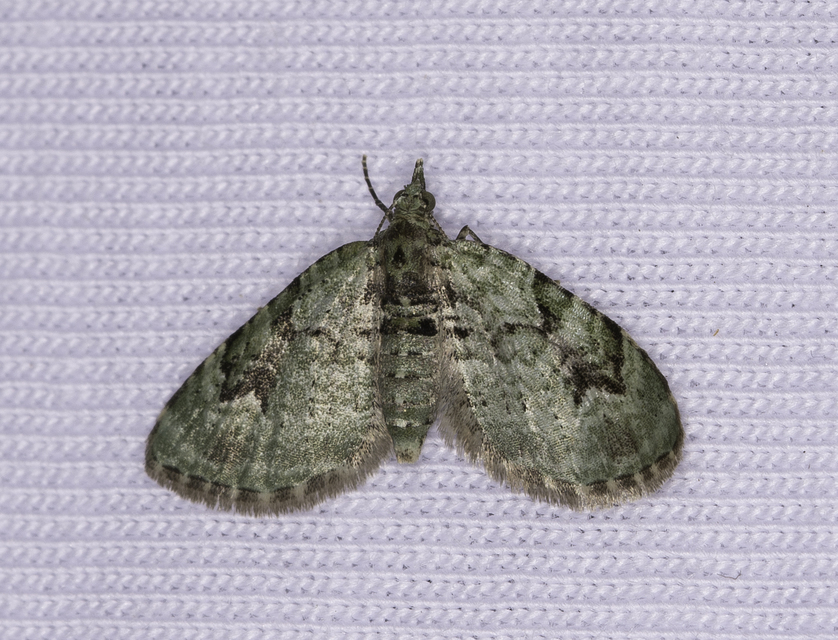Chloroclystis v-ata - zöldes törpearaszoló