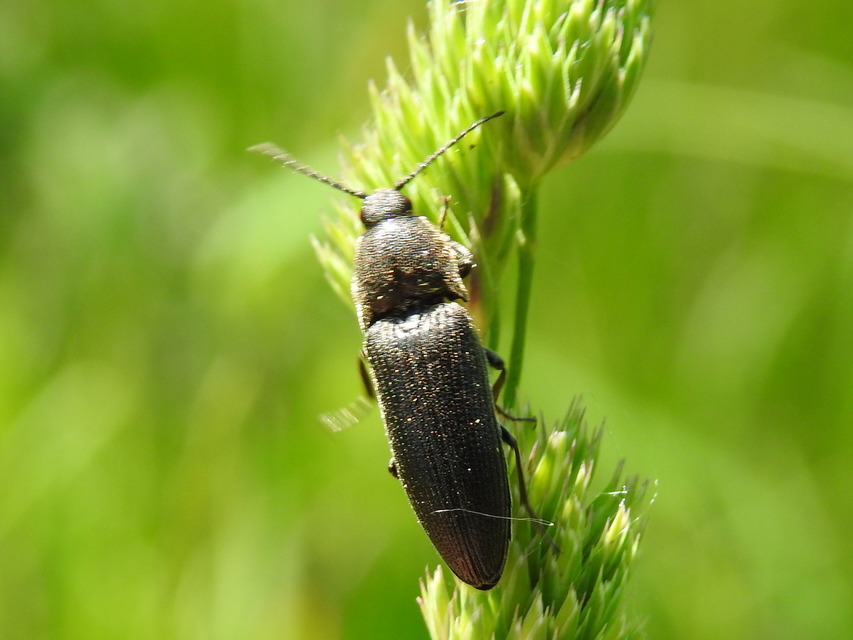 Melanotus punctolineatus - sávos gyászpattanó