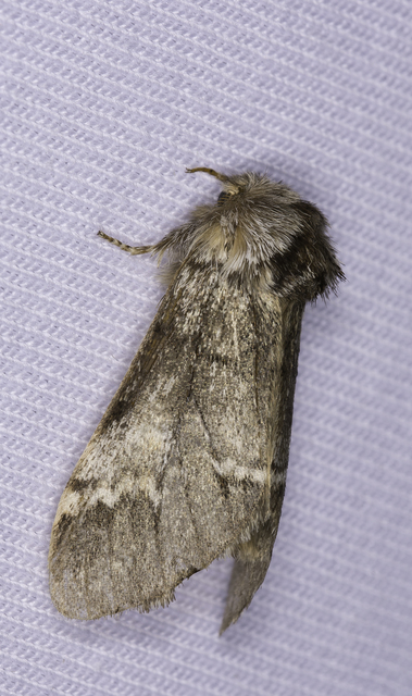Drymonia dodonea - bélyeges púposszövő
