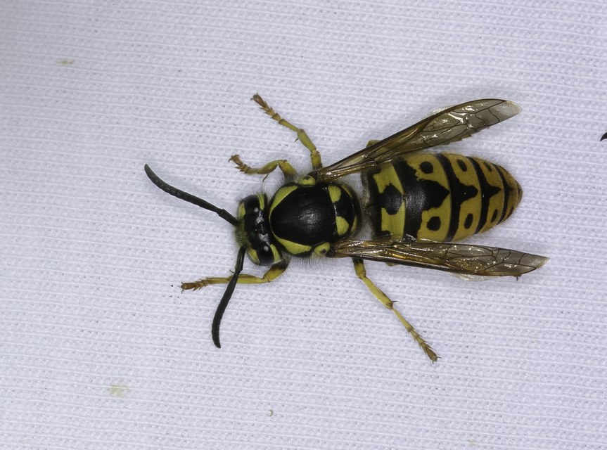 Vespula germanica - német darázs