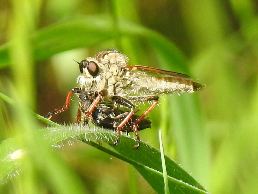 Echthistus rufinervis