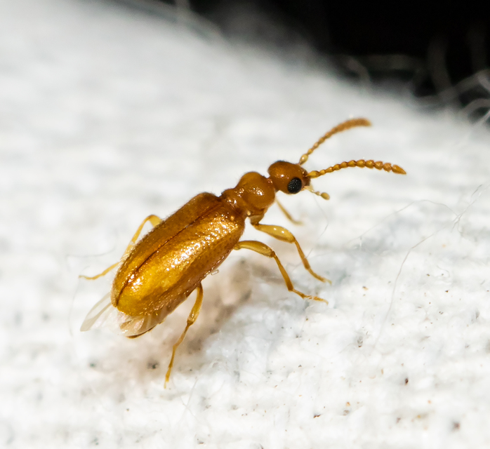 Pseudotomoderus compressicollis - szegettnyakú fürgebogár