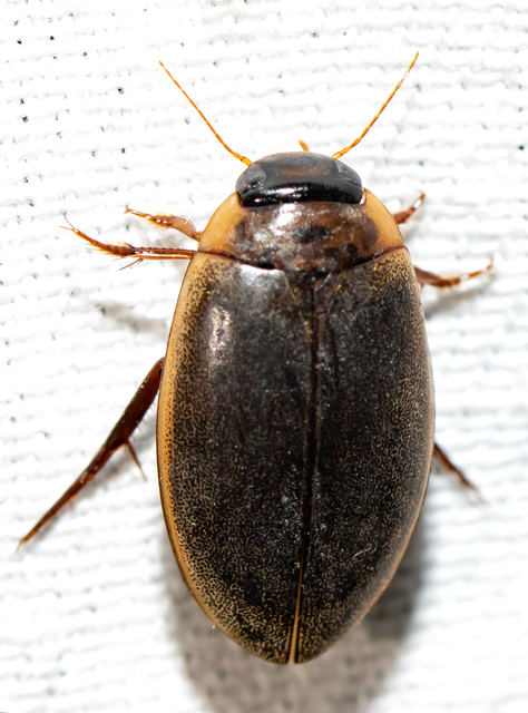 Rhantus suturalis - gyakori particsíkbogár