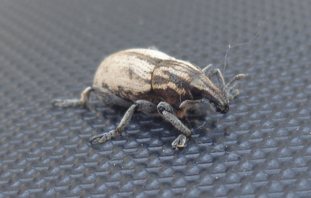 Pseudocleonus cinereus - hamvas barkó