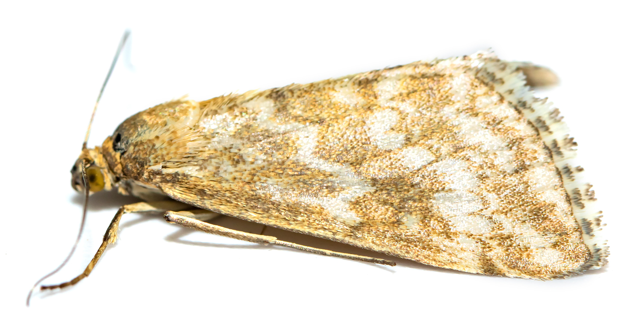 Evergestis frumentalis - tavaszi dudvamoly