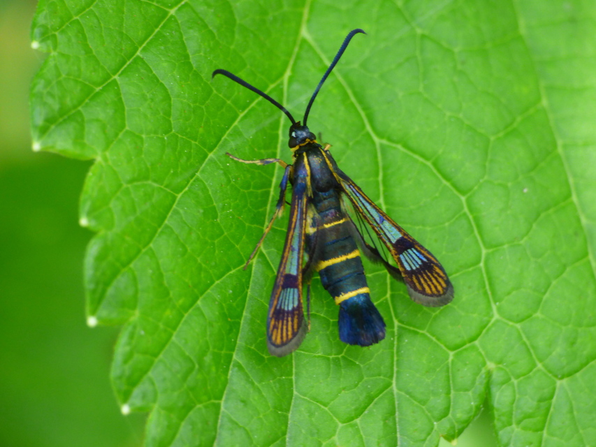 Sesiidae - szitkárfélék