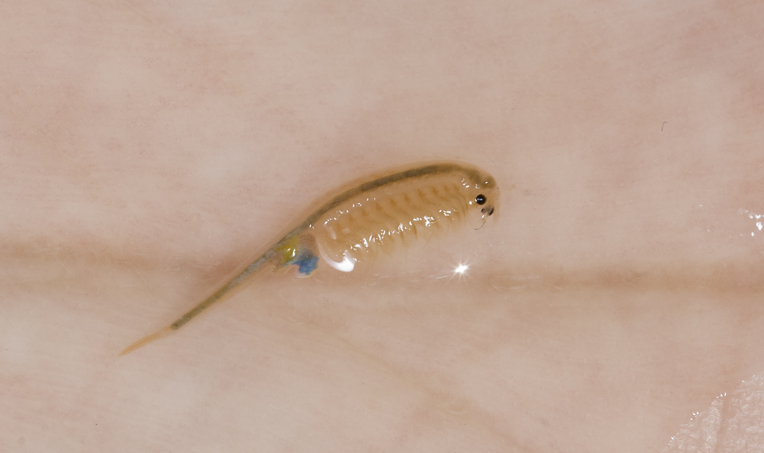 Branchipus schaefferi