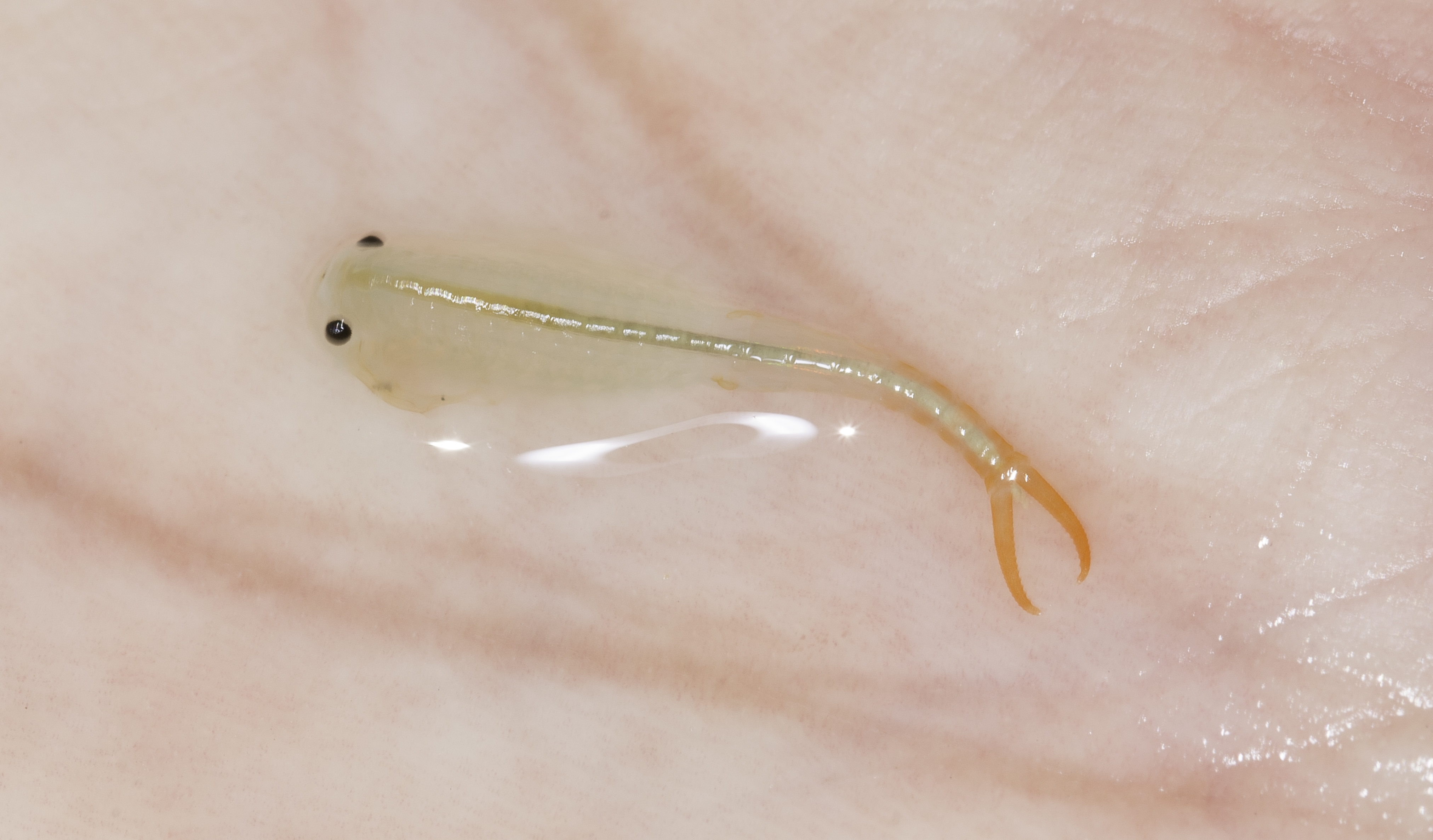 Branchipus schaefferi