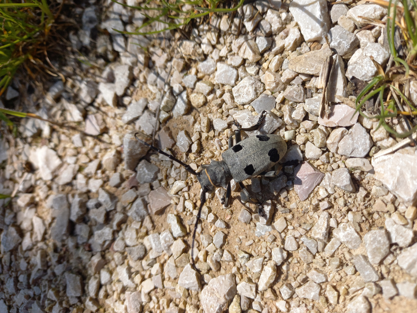 Morimus asper funereus - gyászcincér