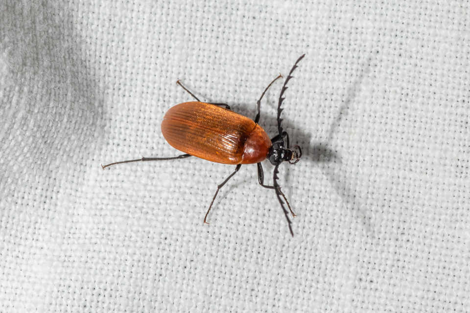 Pseudocistela ceramboides - narancssárga alkonybogár