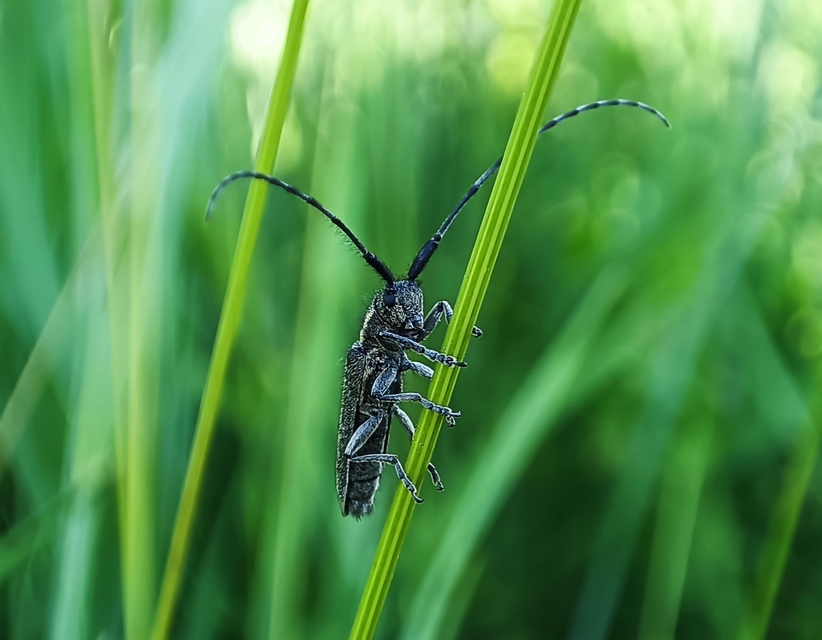 Agapanthia cardui - sávos bogáncscincér