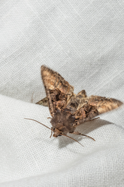 Euplexia lucipara - szeder-csipkésbagoly