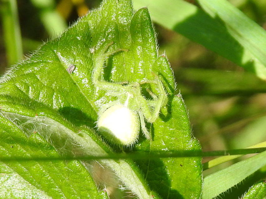 Heriaeus graminicola/hirtus