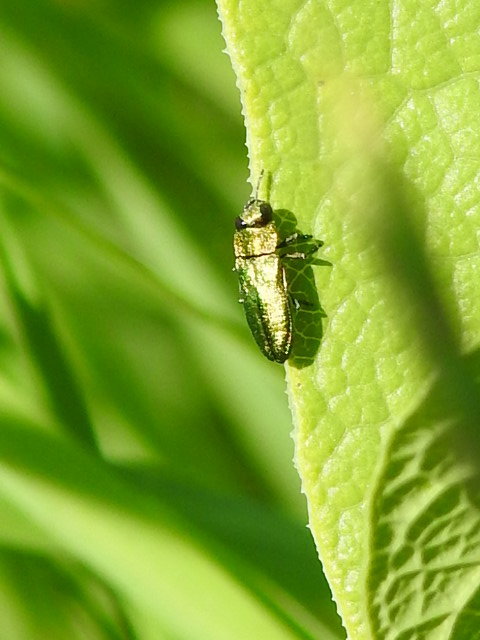Anthaxia nitidula - ragyogó virágdíszbogár